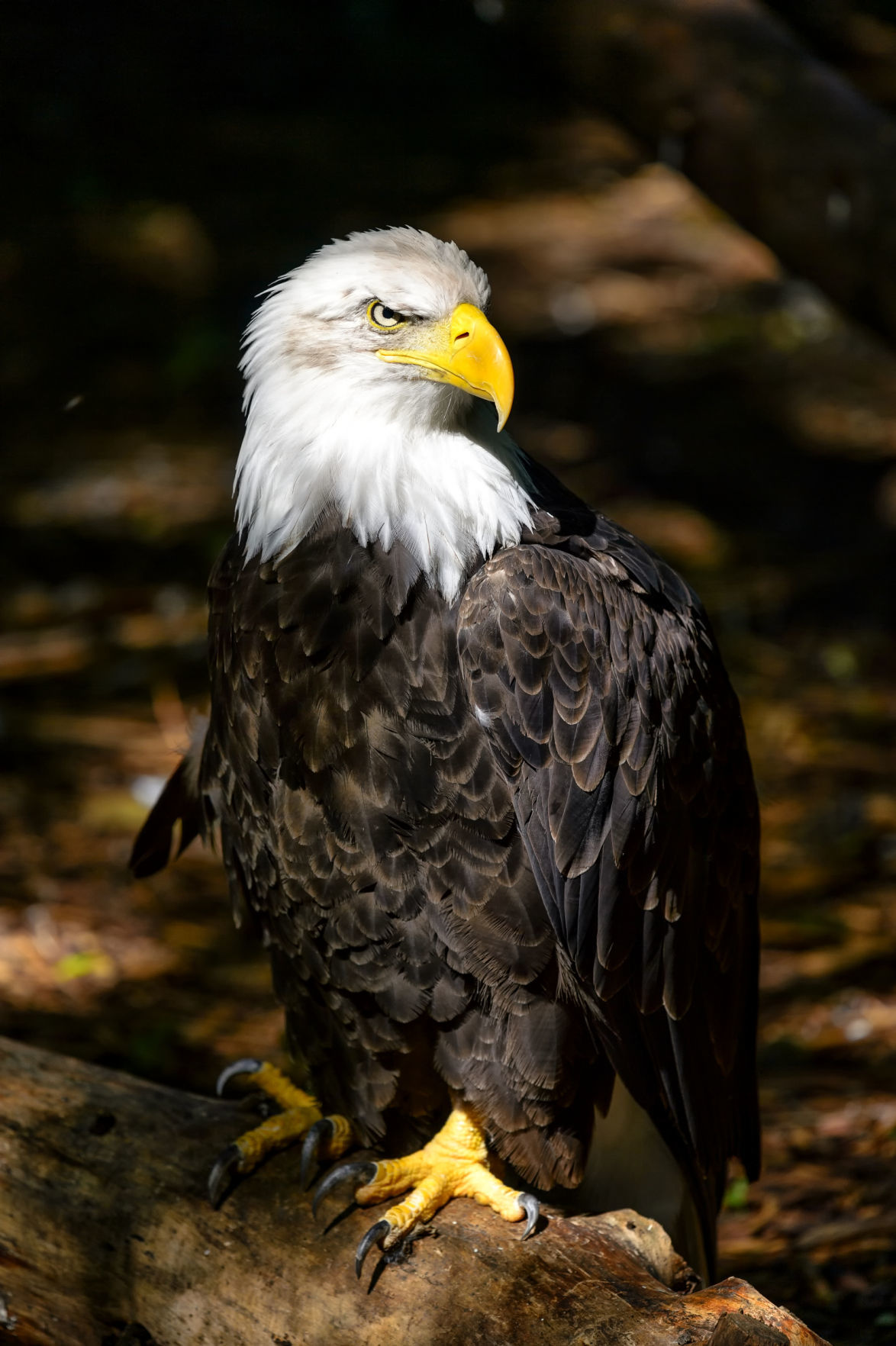 Eagle